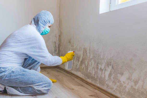 Licensed Mold Remediation service in Clearville, PA - WQB Mold Removal